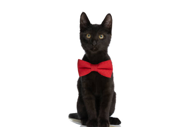 istock adorable metis black cat wearing red bowtie and sitting in studio 1362505871