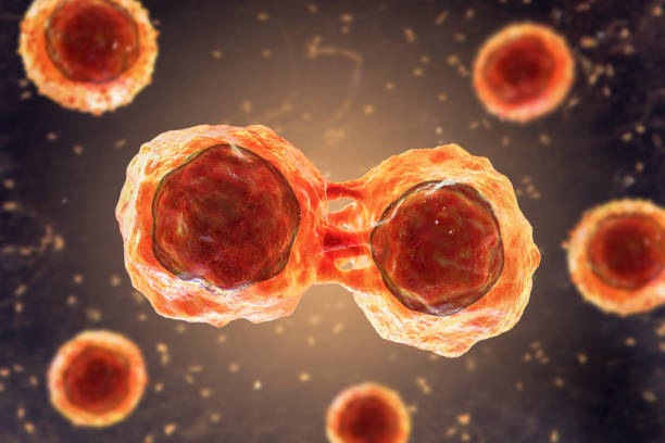 деление стволовых клеток, 3d иллюстрация - исследования стволовых клеток стоковые фото и изображения