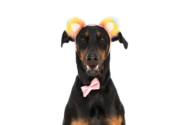 istock cute elegant dobermann puppy with ears headband and bowtie panting 1362507501