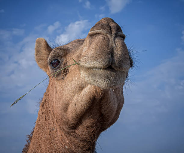 istock wildlife in Oman .. 1362508029