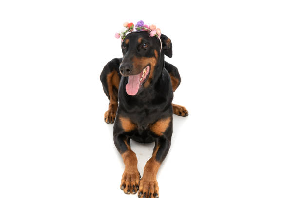 Doberman pinscher on white background looking at camera.