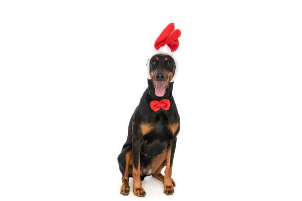Happy Halloween. Charming dog and Halloween costume. Dog smile. Closeup, indoors. Studio shot. Congratulations for family, relatives, loved ones, friends and colleagues. Pet care concept