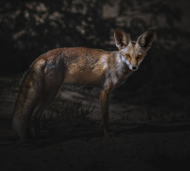 istock wildlife in Oman .. 1362508179