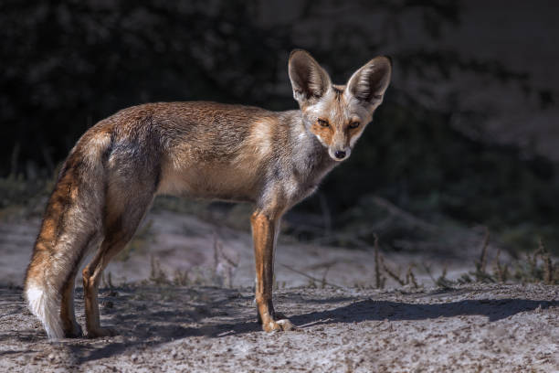 istock wildlife in Oman .. 1362508220