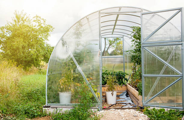 exterior of home use new plastic greenhouse in warm summer day. tomato plants growing inside, copy space. - construction frame plastic agriculture greenhouse imagens e fotografias de stock