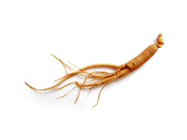 raiz de ginseng - ginseng isolated root herbal medicine - fotografias e filmes do acervo