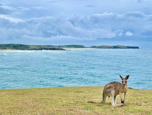 Wild Kangaroo on Ocean Headland stock photo