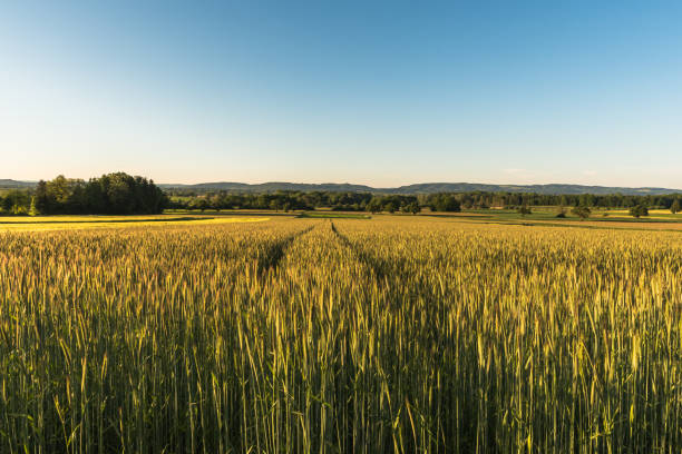 istock Cornfield in morning light, Singen, Konstanz district, Baden-Wuerttemberg, Germany 1362510090