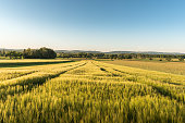 Cornfield in morning light, Singen, Konstanz district, Baden-Wuerttemberg, Germany