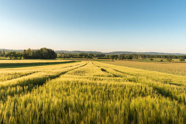 Cornfield in morning light, Singen, Konstanz district, Baden-Wuerttemberg, Germany Scenic view of agricultural field against clear, blue sky. Tranquil morning mood in Hegau near Singen, Konstanz district, Baden-Wuerttemberg, Germany. agricultural field stock pictures, royalty-free photos & images