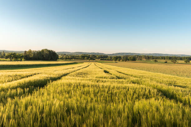 pole kukurydzy w porannym świetle, singen, powiat konstancja, badenia-wirtembergia, niemcy - field zdjęcia i obrazy z banku zdjęć