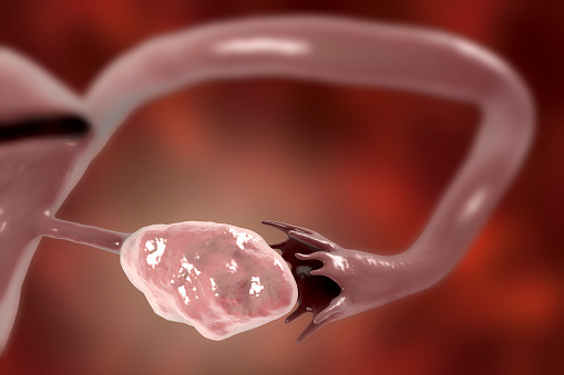 Healthy ovary and fallopian tube, 3D illustration
