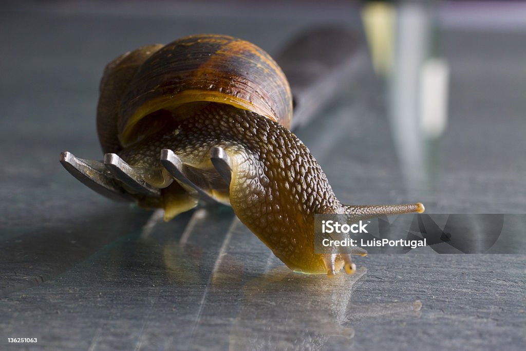 Snail in a Fork Animal Stock Photo