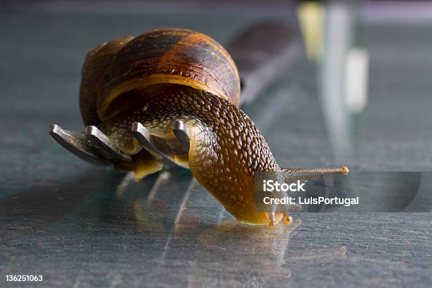 Snail In A Fork Stock Photo - Download Image Now - Animal, Animal Shell, Black Background