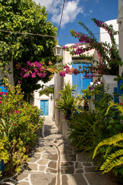 istock Flowers along the path through Prodromos, Paros, Greece 1362511858