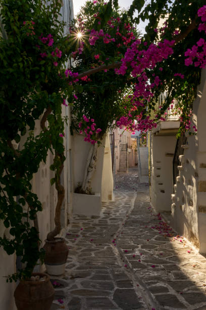 istock Sunrays in between the Bougainvillea branches in Parikia, Paros, Greece 1362512652