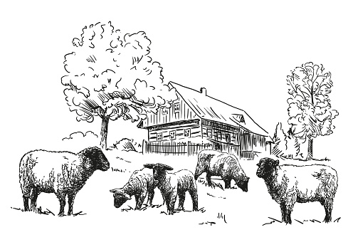 Sheep farm - a flock of sheep in a pasture and traditional wooden timbered cottage with trees, black and white illustration, white background, vector