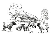istock Sheep farm - a flock of sheep with wooden timbered cottage, black and white illustration, white background, vector 1362512712