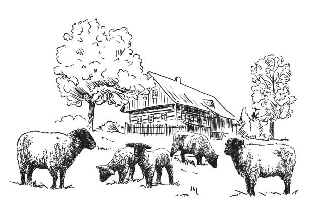 Sheep farm - a flock of sheep with wooden timbered cottage, black and white illustration, white background, vector Sheep farm - a flock of sheep in a pasture and traditional wooden timbered cottage with trees, black and white illustration, white background, vector pen and ink stock illustrations
