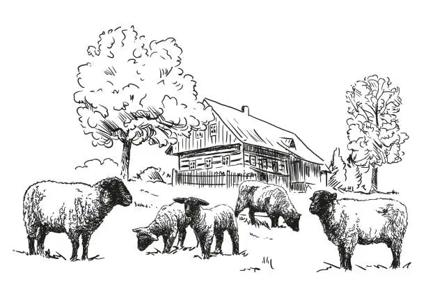 Vector illustration of Sheep farm - a flock of sheep with wooden timbered cottage, black and white illustration, white background, vector