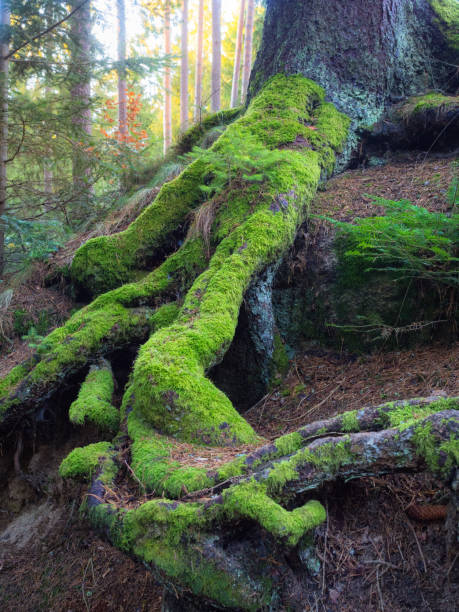 Strong, green roots of an old tree in a forest symbolizing strength and resilience
