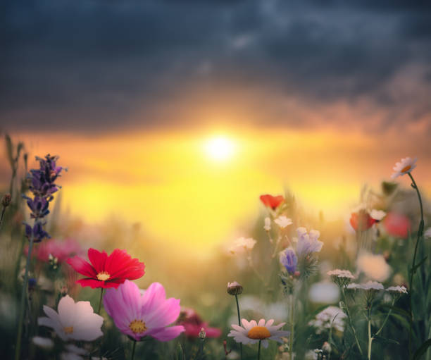 istock Summer Meadow At Sunrise 1362513829