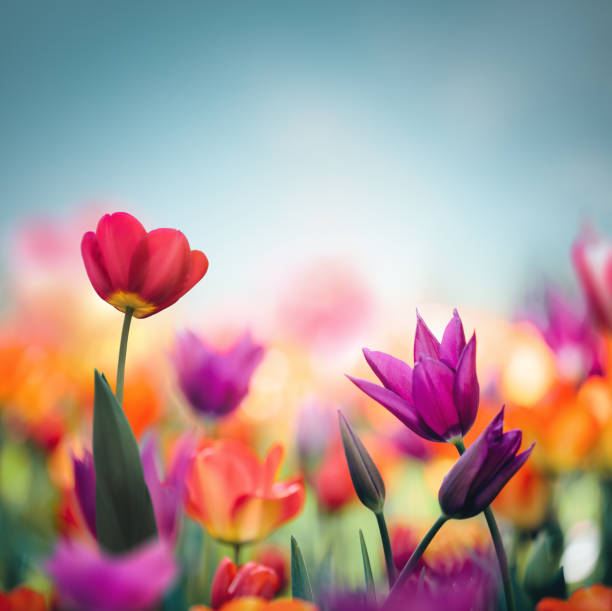 istock Colorful Tulip Field 1362513832