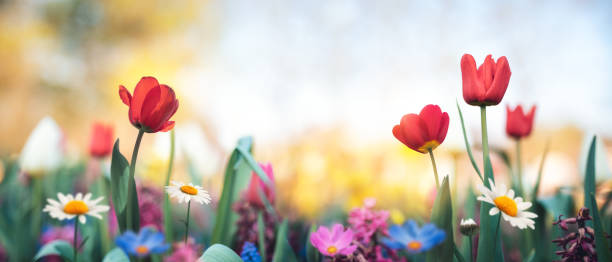 bunte garten - multi colored flower red flower head stock-fotos und bilder