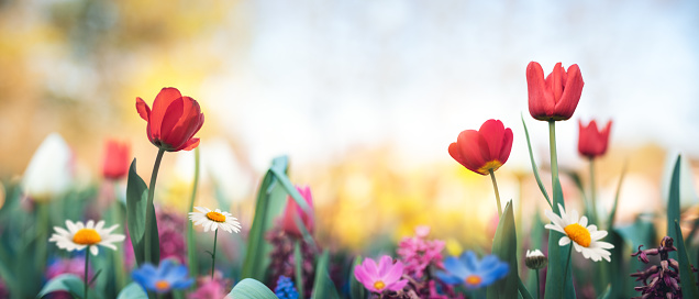 Colorful spring garden with tulips and daisies.