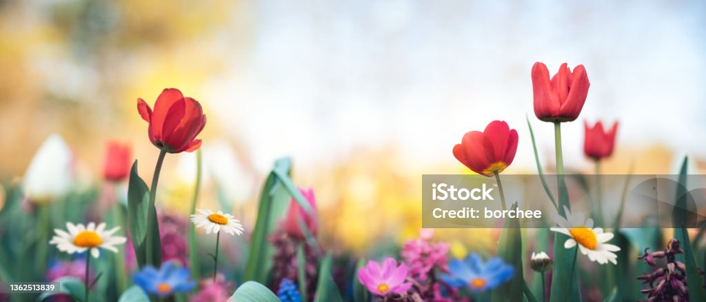 Colorful Garden Colorful spring garden with tulips and daisies. Springtime Stock Photo