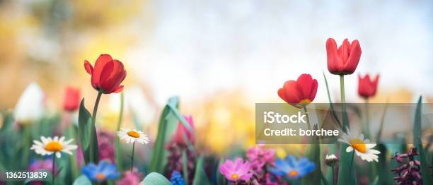 Colorful Garden Stock Photo - Download Image Now - Springtime, Flower, Backgrounds