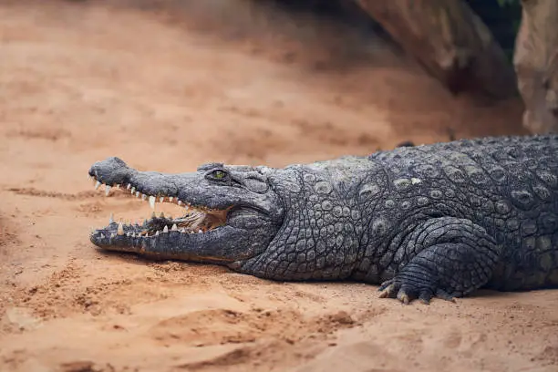 Photo of Nile crocodile in a zoo terrarium