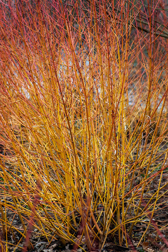 Cornus Sericea 'Bud's Yellow' with yellow stems in winter and rich autumn leaves commonly known as golden twig dogwood, stock photo image