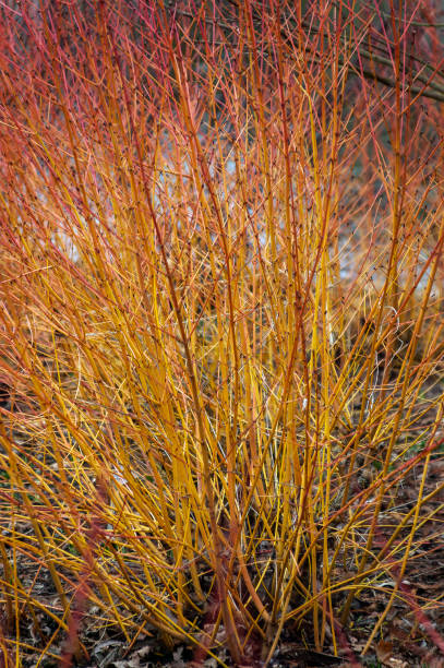 Cornus Sericea 'Bud's Yellow' Cornus Sericea 'Bud's Yellow' with yellow stems in winter and rich autumn leaves commonly known as golden twig dogwood, stock photo image cornus alba sibirica stock pictures, royalty-free photos & images