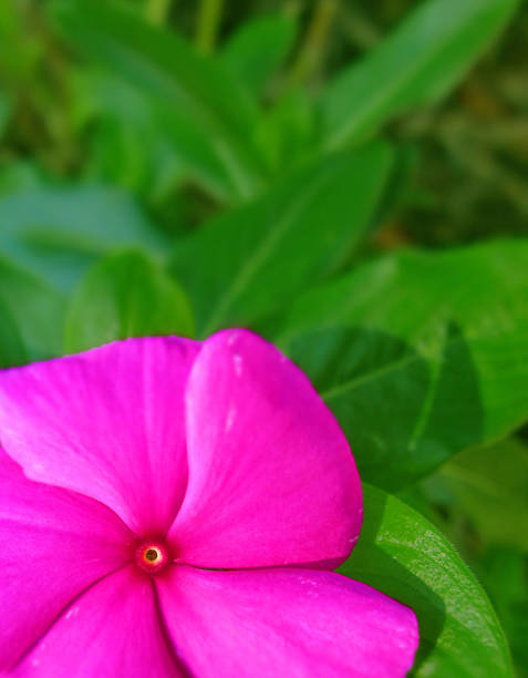 Pink Flower stock photo