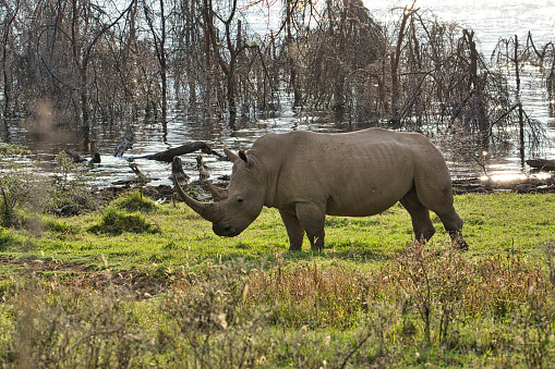 Rhinoceros in Samburu and Nakuru National Parks in Kenya