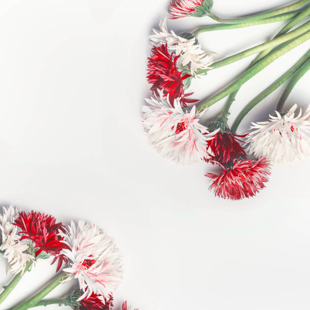 istock Pretty red and white flowers, top view. Floral composition frame. 1362515118