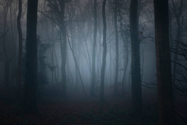 Dark Woodland Scene stock photo