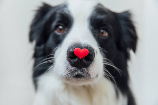 st. valentinstag konzept. lustiges porträt süßer welpe hund border collie hält rotes herz auf nase isoliert auf weißem hintergrund. schöner verliebter hund am valentinstag schenkt - february valentines day heart shape love stock-fotos und bilder