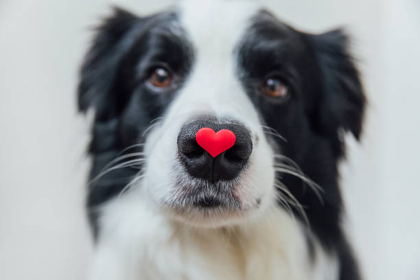 st. valentine's day concept. funny portrait cute puppy dog border collie holding red heart on nose isolated on white background. lovely dog in love on valentines day gives gift - valentijn stockfoto's en -beelden
