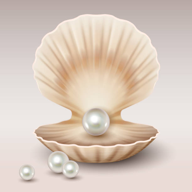 istock Realistic open shell with shining pearls inside. 3d freshwater or seashell oyster mollusk 1362516515