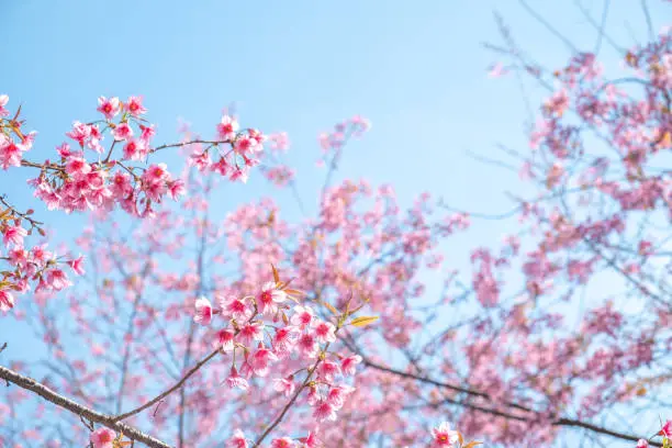 selected focus on blurred background of Wild Himalayan Cherry or Prunus cerasoides, Prunus native to southern Asia, Cherry blossom copy space