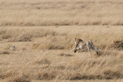 Cheetah hunting a hare