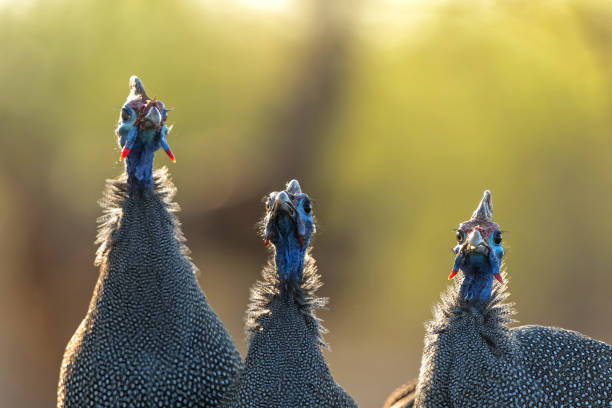 Helmeted Guineafowl (Numida meleagris) coming to a waterhole for water and food in Mashatu game reserve in the Tuli Block in Botswana
