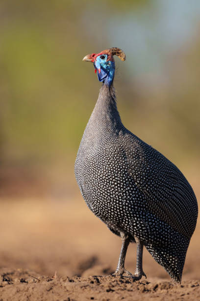 цесарка в шлеме в заповеднике машату - mashatu game reserve стоковые фото и изображения