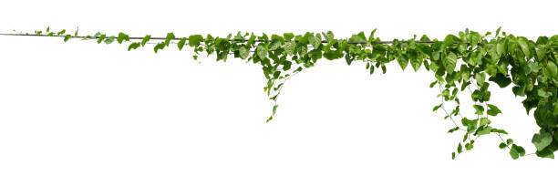 istock vine plant climbing isolated on white background with clipping path included. 1362519986