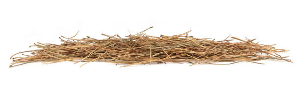 istock Pile of dried pine needles isolated on white background. 1362520095