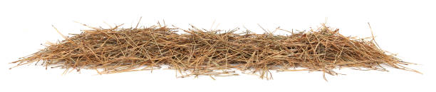 istock Pile of dried pine needles isolated on white background. 1362520104
