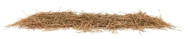 Photo of Pile of dried pine needles isolated on white background.