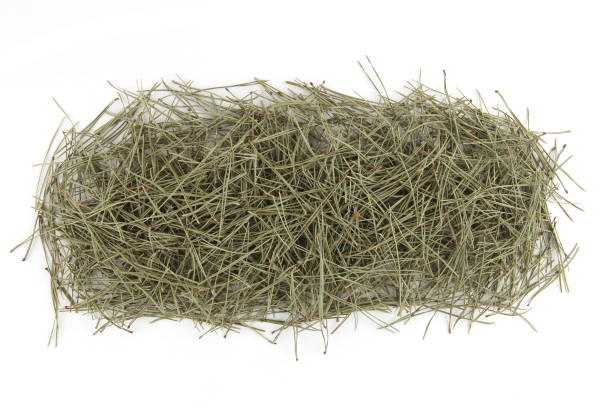 istock Pile of pine needles isolated on white background. 1362520151